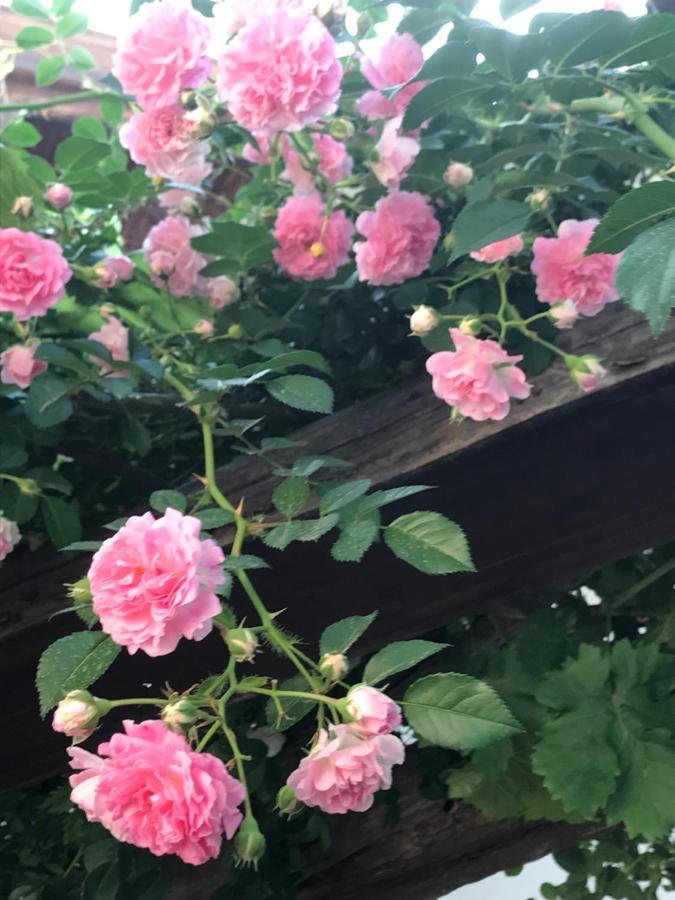 Sykopetra Lasmari'S Bouquet المظهر الخارجي الصورة