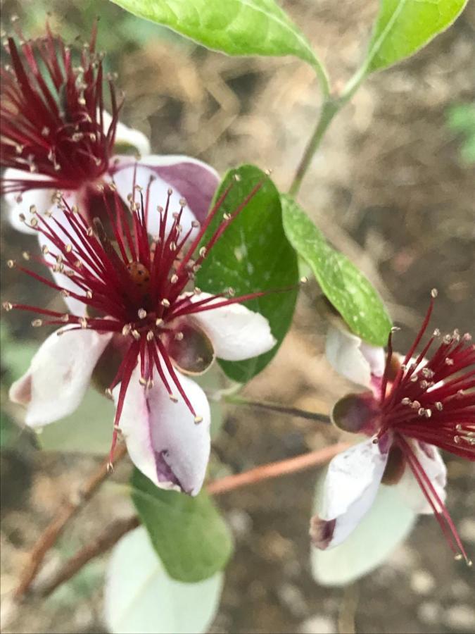 Sykopetra Lasmari'S Bouquet المظهر الخارجي الصورة