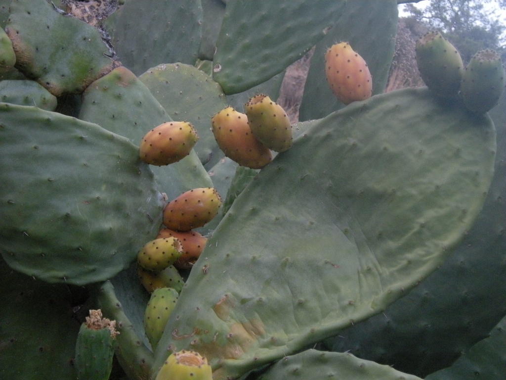 Sykopetra Lasmari'S Bouquet المظهر الخارجي الصورة