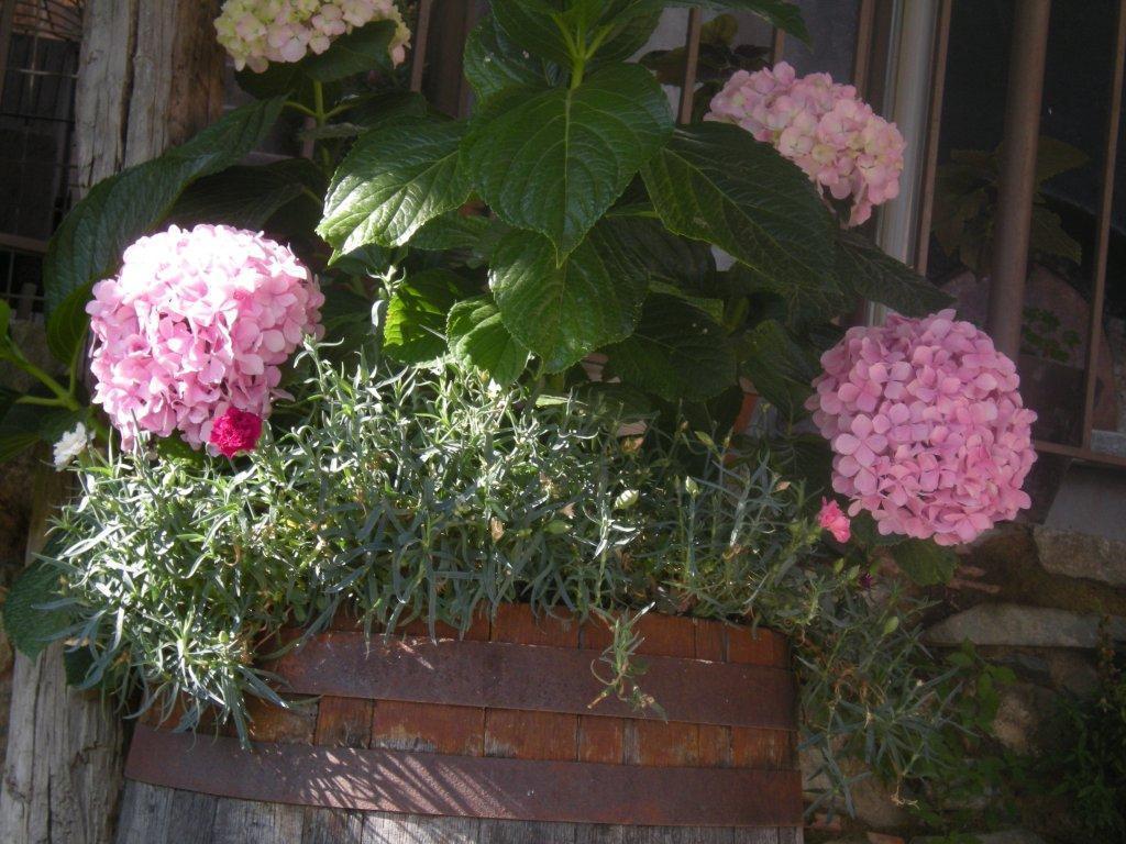 Sykopetra Lasmari'S Bouquet المظهر الخارجي الصورة