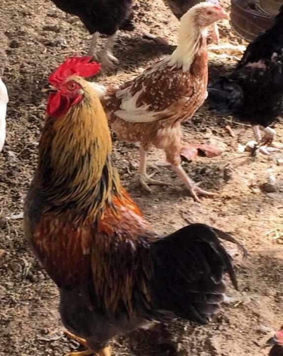 Sykopetra Lasmari'S Bouquet المظهر الخارجي الصورة